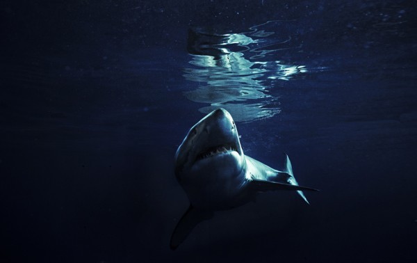 鲨鱼 图片摄影素材分享