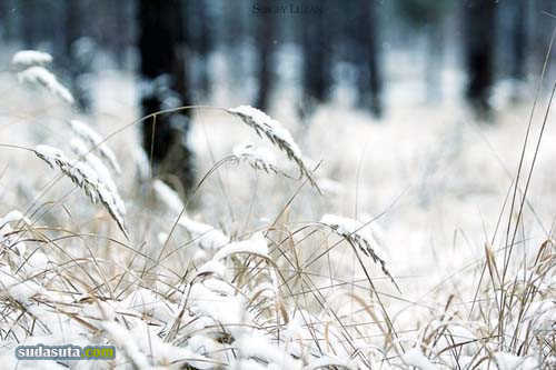 冬末春初 自然摄影欣赏