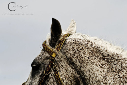 马的灵性 摄影作品欣赏