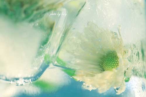 冰与菊花 摄影作品欣赏