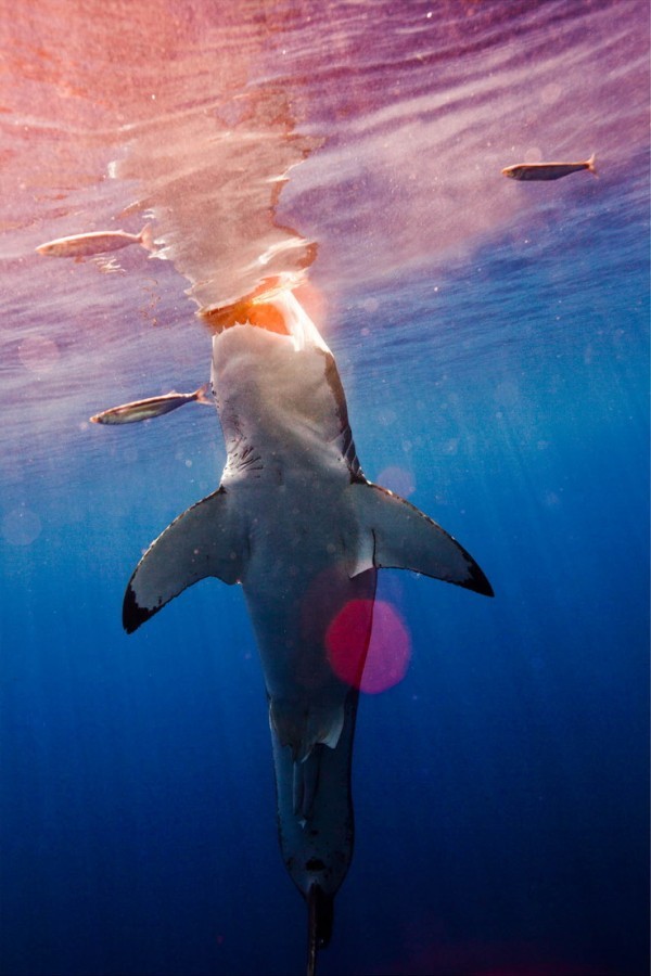 鲨鱼 图片摄影素材分享