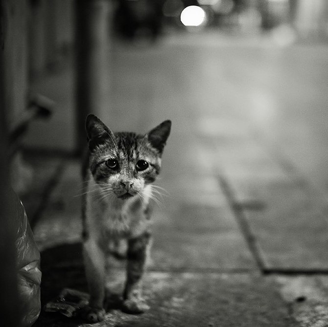 伊斯坦布尔的猫