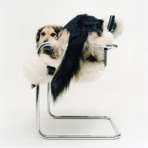 来自Maarten Wetsema的宠物狗摄影欣赏