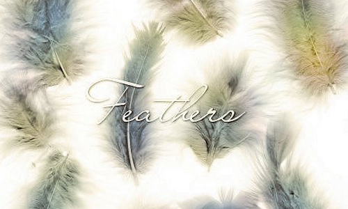 Feathers<br /> http://shadymedusa-stock.deviantart.com/art/Feathers-65349279