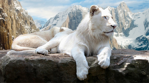 White Lions Wallpapers<br /> http://wallpaperstock.net/white-lions-wallpapers_w29901.html