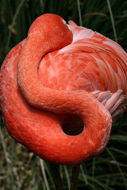 Flamingo<br /><br /> http://dollydaydream.deviantart.com/art/Flamingo-21773585