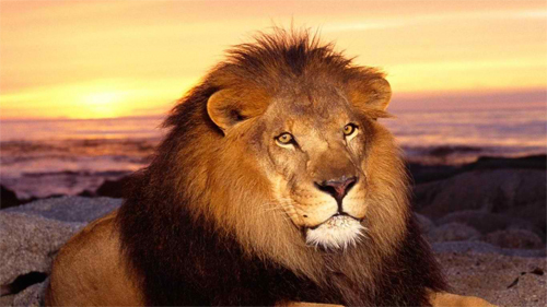 Majestic Lion<br /> http://animals.desktopnexus.com/wallpaper/1129010/