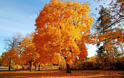 Autumn Trees<br /> http://www.wallpaperhere.com/Autumn_Trees_37933