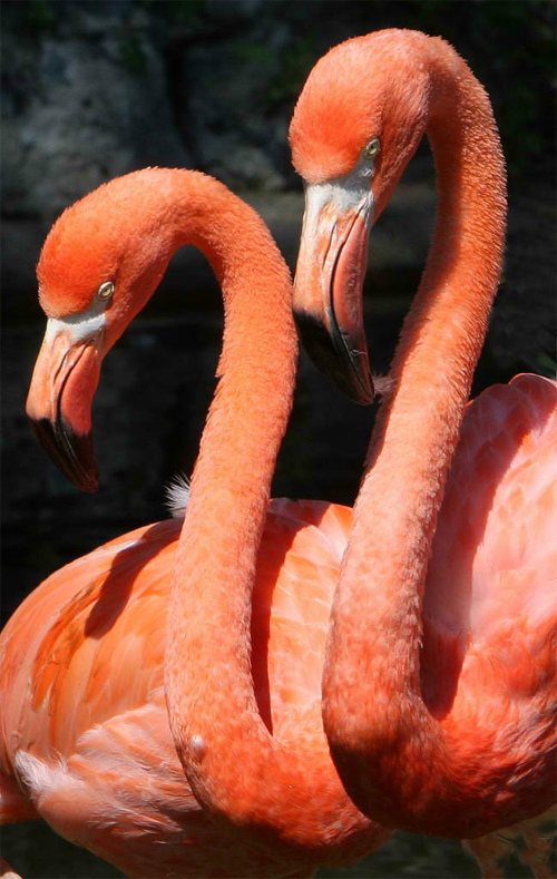 Flamingo Pair<br /><br /> http://www.flickr.com/photos/john_kuk/2643010859/