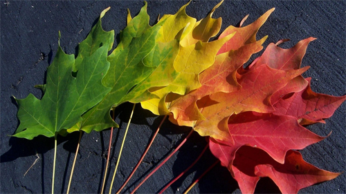 Autumn Spectrum Wallpapers<br /> http://wallpaperstock.net/autumn-spectrum-wallpapers_w26718.html<br /> 