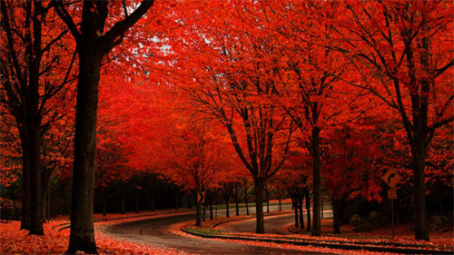 Autumn Colors<br /> http://nature.desktopnexus.com/wallpaper/774984/