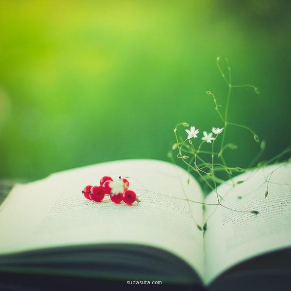 Red flowers on a book. The first days of summer. 