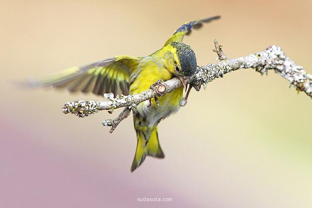 Steven Ward 美丽的自然与鸟类