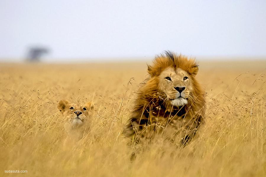主题摄影 自然狮子王