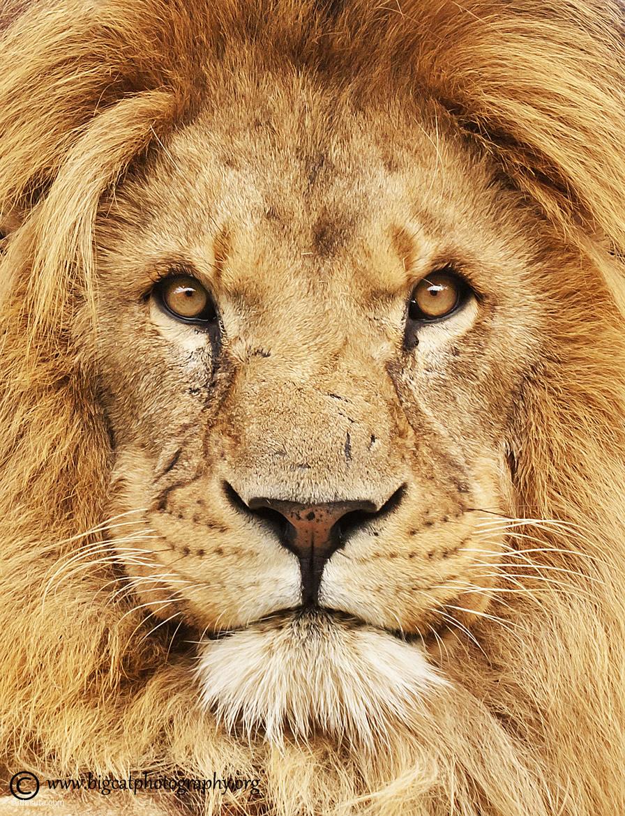 主题摄影 自然狮子王