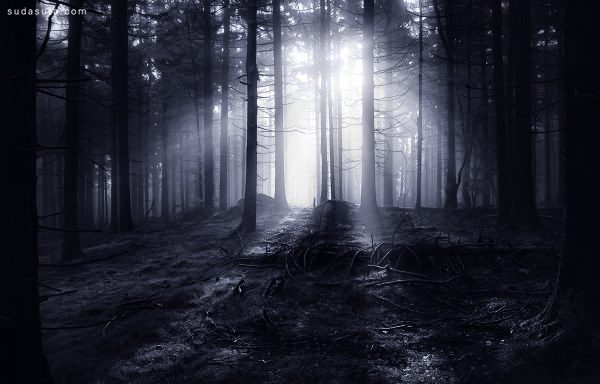 Kilian Schönberger 黑暗森林 自然摄影欣赏
