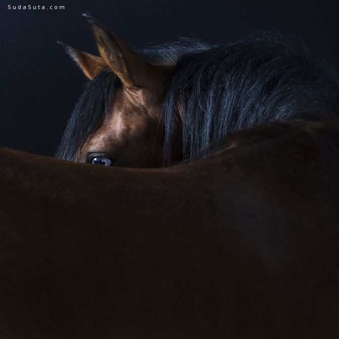 Rob Bahou 动物肖像摄影欣赏