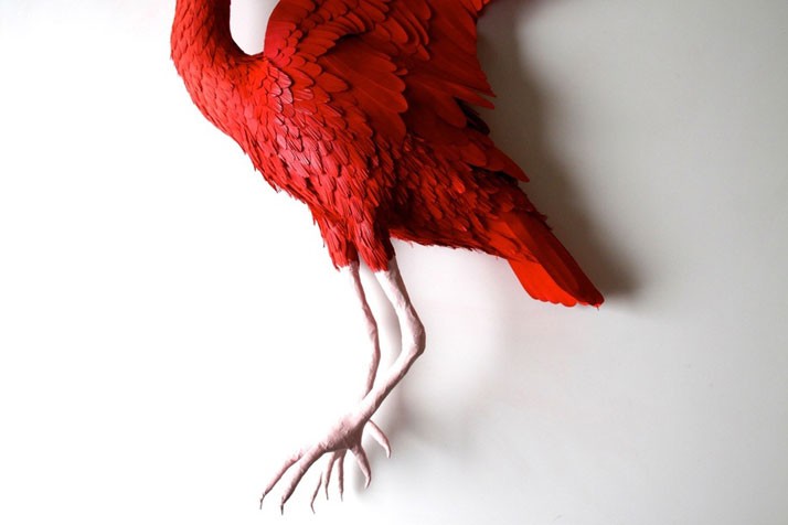 Diana Beltran Herrera 鸟的艺术
