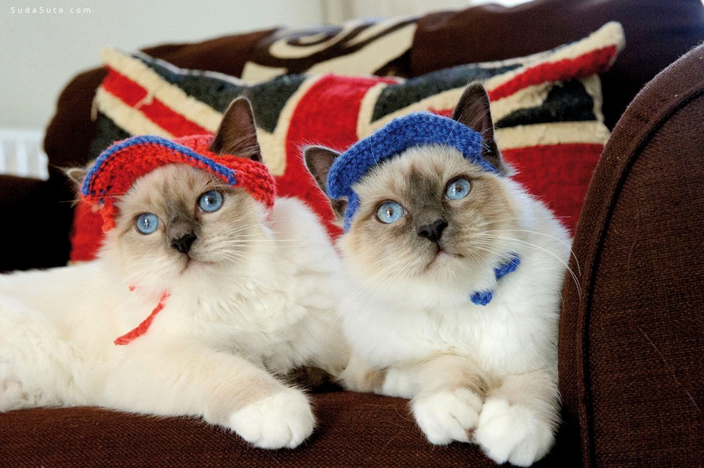 萌猫们戴帽子