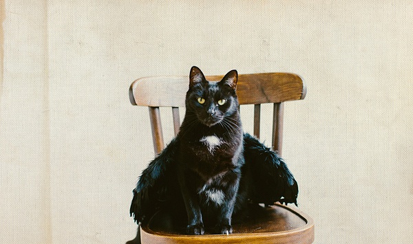 JK Blackwell 黑猫日记
