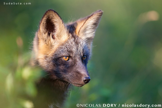 Nicolas Dory 动物自然摄影欣赏