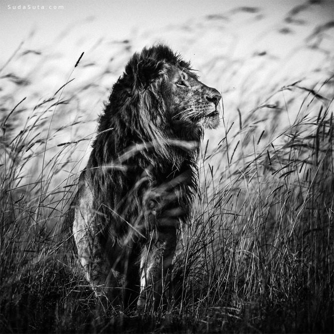 Laurent Baheux 黑白动物肖像摄影欣赏