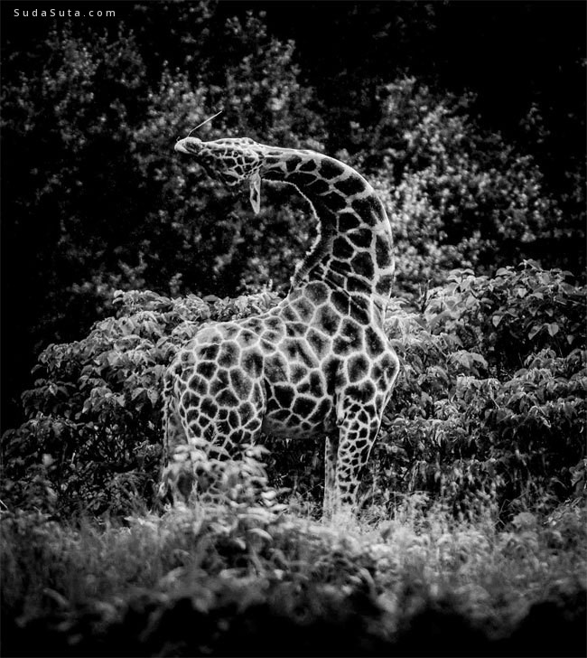 Laurent Baheux 黑白动物肖像摄影欣赏