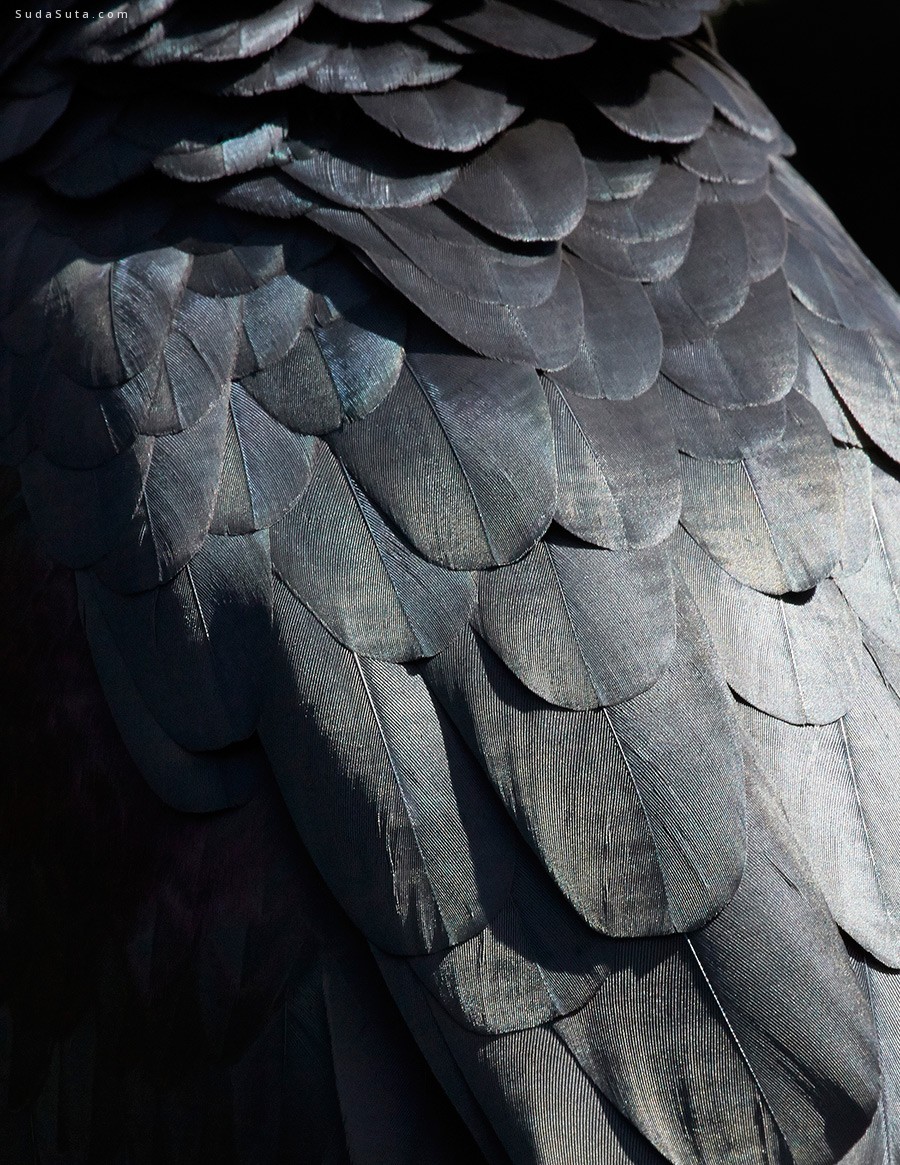 Thomas Lohr 羽毛的色彩 鸟类摄影欣赏