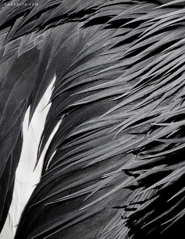 Thomas Lohr 羽毛的色彩 鸟类摄影欣赏