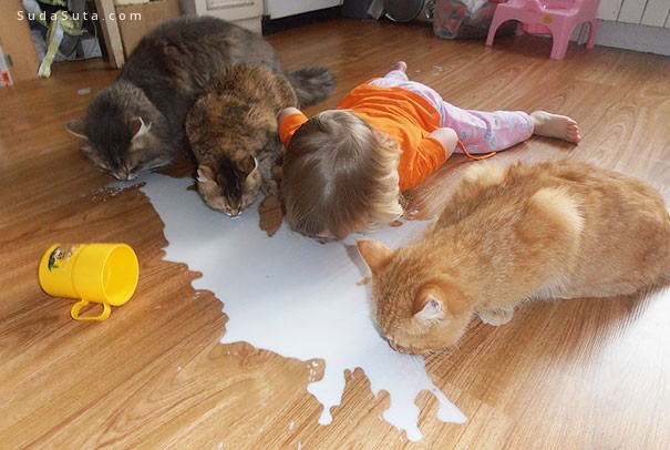 猫咪爱孩子 系列摄影欣赏