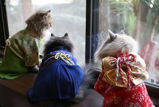 日本和服喵 可爱的猫咪摄影