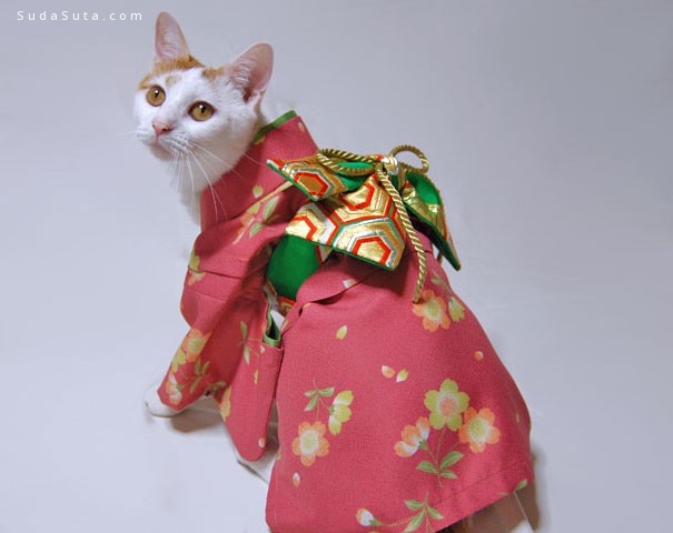 日本和服喵 可爱的猫咪摄影