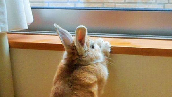 矮小兔子的悲哀