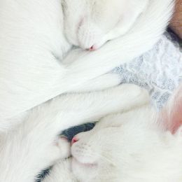 世界上最美的双胞胎猫咪