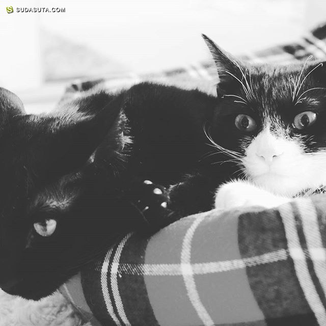 Momo&Nana 兩隻黑貓的影像日記