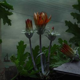 Botanical Inquiry 暗色的调子 自然的摄影