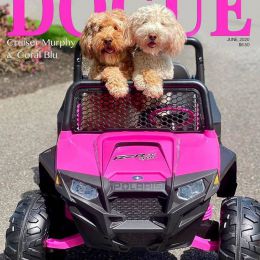 “Dogue” 时尚宠物杂志封面设计欣赏