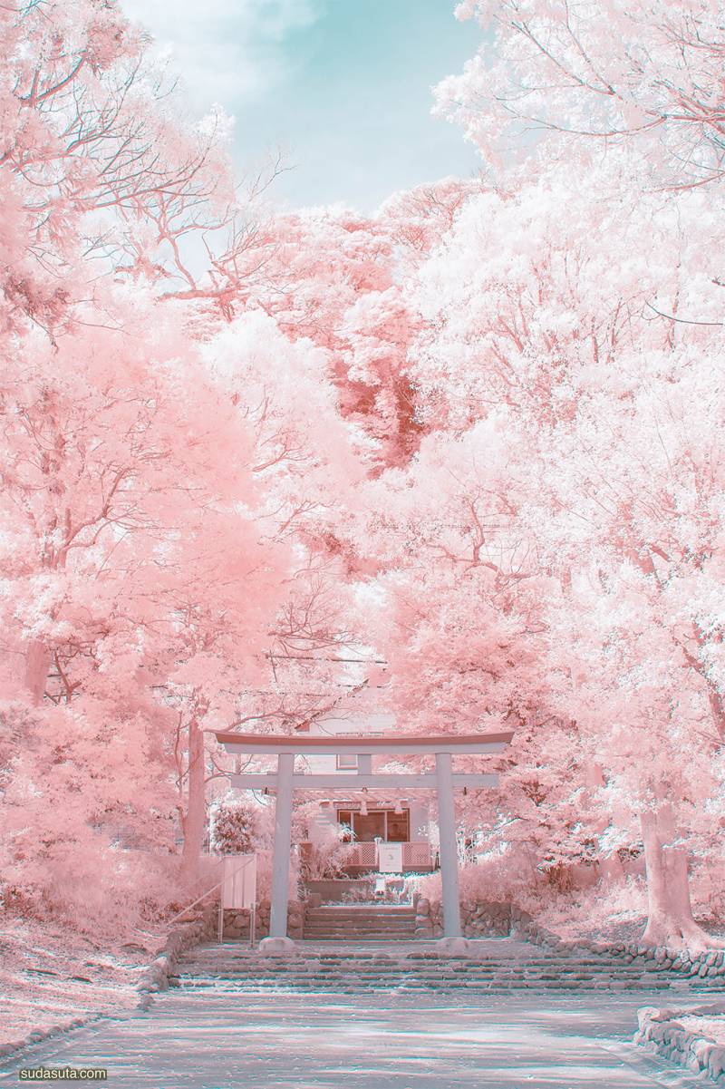 Yuuui 粉红樱花 城市摄影欣赏