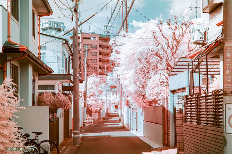 Yuuui 粉红樱花 城市摄影欣赏