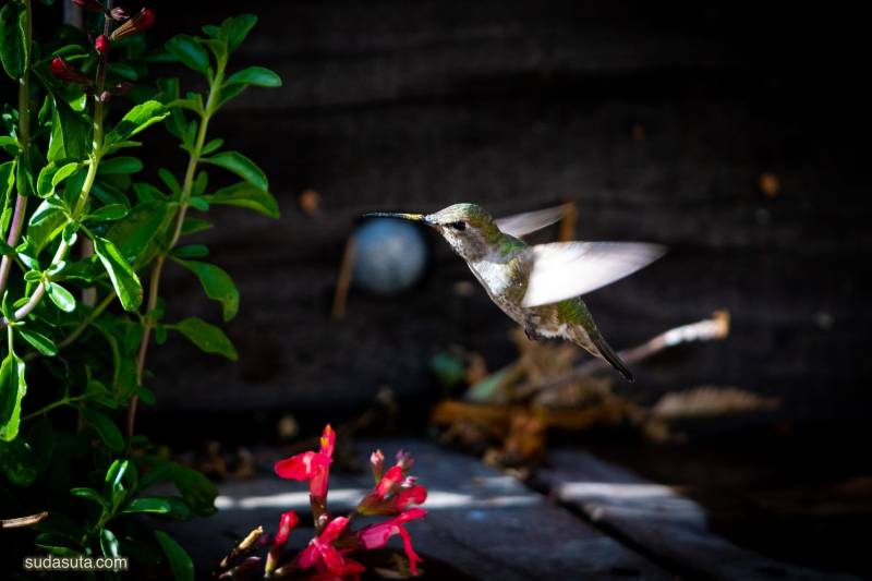 Fabio Sasso 可爱的鸟类摄影