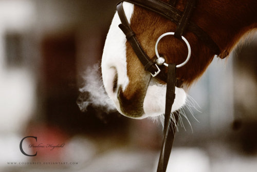 马的灵性 摄影作品欣赏