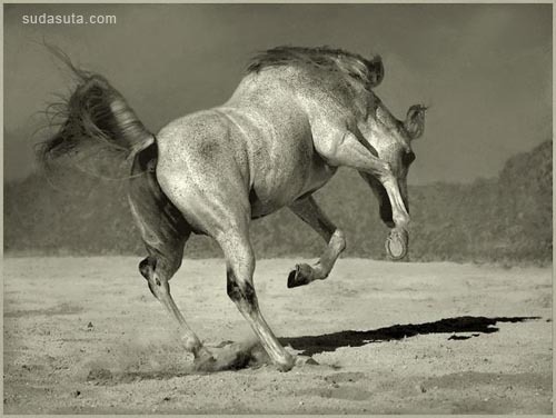 力量与速度 一组马的照片