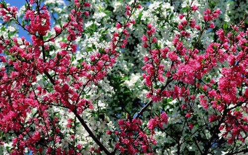  70张色彩丰富的春天照片