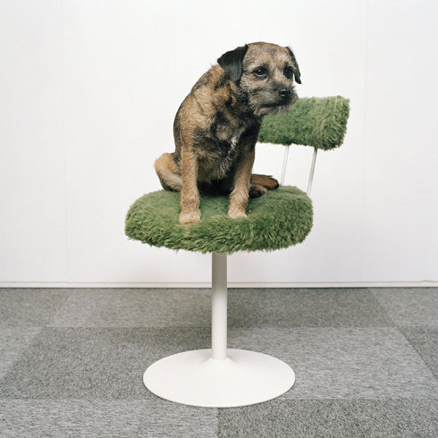来自Maarten Wetsema的宠物狗摄影欣赏