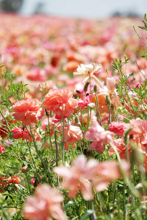 Ranunculus农场 色彩的花