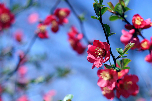  70张色彩丰富的春天照片