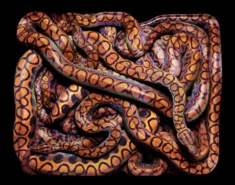 Guido Mocafico 蛇的印象