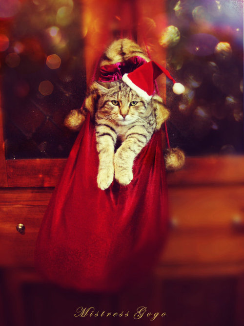 有一种猫咪，叫做圣诞帽子