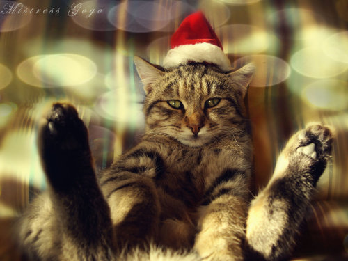 有一种猫咪，叫做圣诞帽子