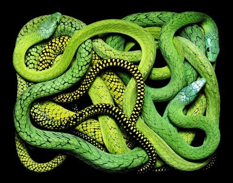 Guido Mocafico 蛇的印象